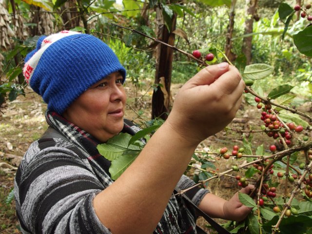 Kaffeeernte bei der UCA Miraflor in Nicaragua
