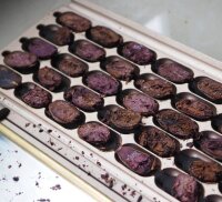 Rohschokolade 70 % Ecuador (bio), 80 g