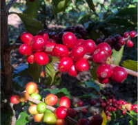 Mexico Kaffee (bio), 250g, gemahlen