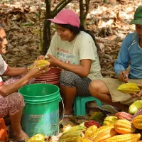 Vollmilchschokolade 56 % Peru (bio), 100 g