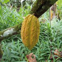 Noir-Schokolade 80% Ecuador (bio), 100g