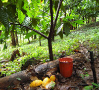 Noir-Schokolade 75% Nicaragua (bio), 100g